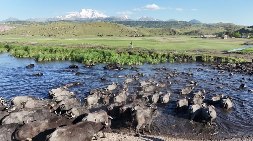Erciyes'in eteklerinde manda safari: Afrika'yı andıran g&ouml;r&uuml;nt&uuml;ler