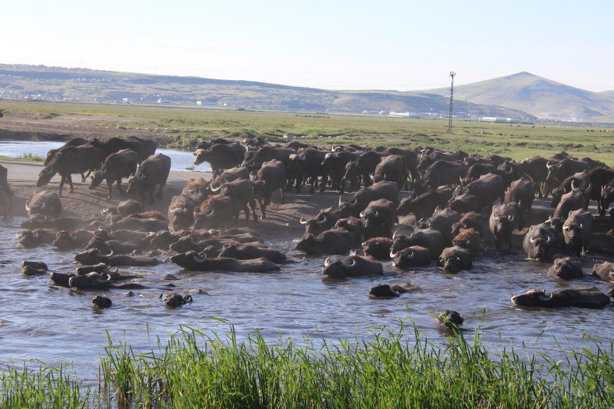 Erciyes in eteklerinde manda safari: Afrika yı andıran görüntüler 1