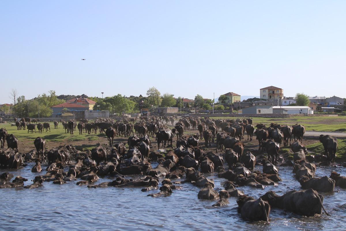 Erciyes in eteklerinde manda safari: Afrika yı andıran görüntüler 2
