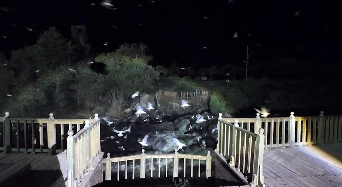 Gece başlayan büyük kaçış! Van Gölü’nde hareketlilik başladı 4