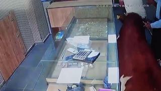 Sahibinden kaçan dana kuyumcu dükkânına girdi