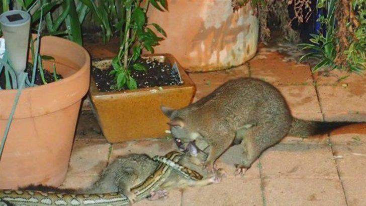 Piton yanlış av seçince... G3