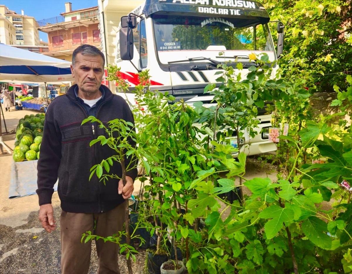 Tescilli "Kaman cevizi"nin fidanları yurt i&ccedil;i ve dışından talep g&ouml;r&uuml;yor 1