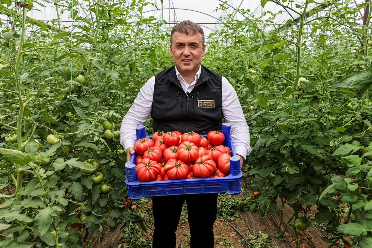 Bilecik te örtü altı domates hasadı başladı! 1