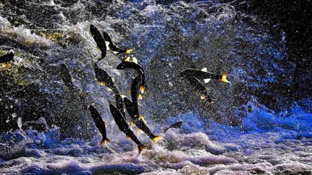 Gece başlayan büyük kaçış! Van Gölü’nde hareketlilik başladı