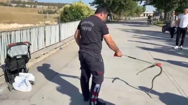 Şanlıurfa&rsquo;da ağa&ccedil;tan bebek arabasına yılan d&uuml;şt&uuml; 2