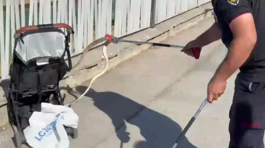 Şanlıurfa&rsquo;da ağa&ccedil;tan bebek arabasına yılan d&uuml;şt&uuml;