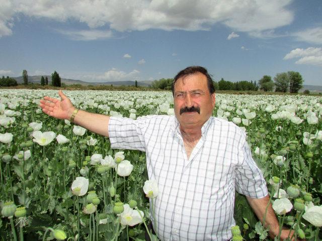 Haşhaş tarlaları tablo gibi 1