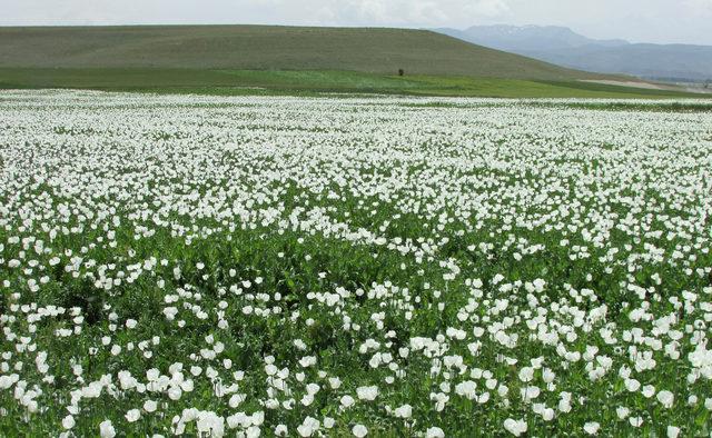 Haşhaş tarlaları tablo gibi 2