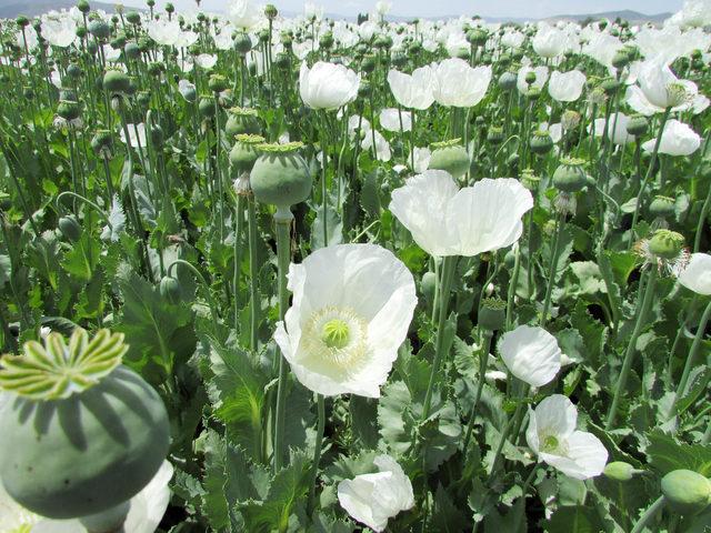 Haşhaş tarlaları tablo gibi 3