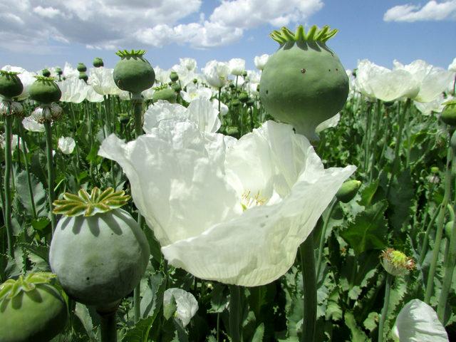 Haşhaş tarlaları tablo gibi 4