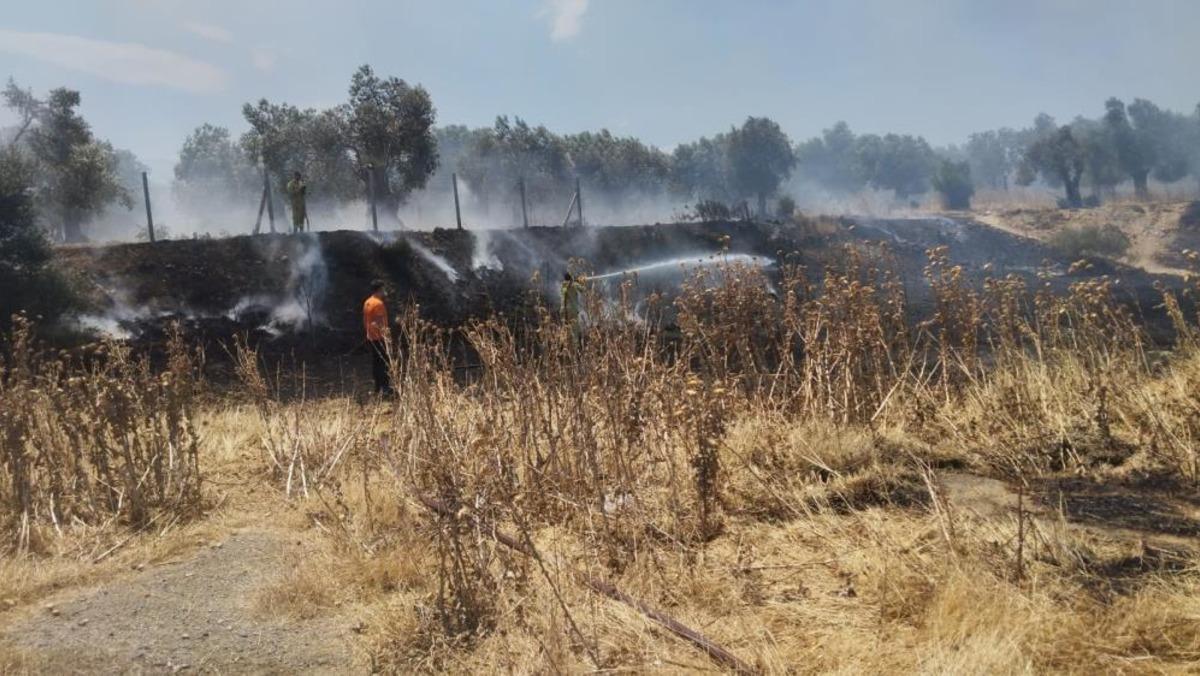 Burhaniye de örtü yangını zeytinliklere sıçramadan kontrol altına alındı 1