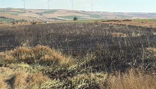 Tekirdağ'da 60 d&ouml;n&uuml;m buğday ve kanola ekili alan yangında zarar g&ouml;rd&uuml;