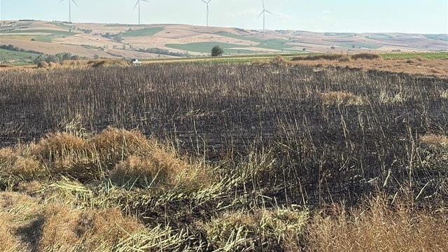 Tekirdağ'da 60 dönüm buğday ve kanola ekili alan yangında zarar gördü