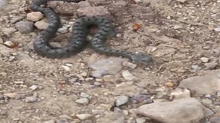 Sivas'ta nesli tehlike altındaki Kafkas burunlu engerek görüntülendi
