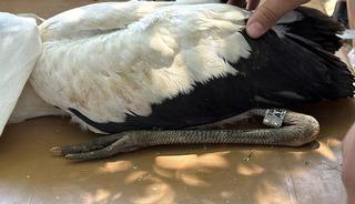 K&ouml;y&uuml;n tamamını sahiplendiler: Her k&ouml;şeden yumurta &ccedil;ıkıyor