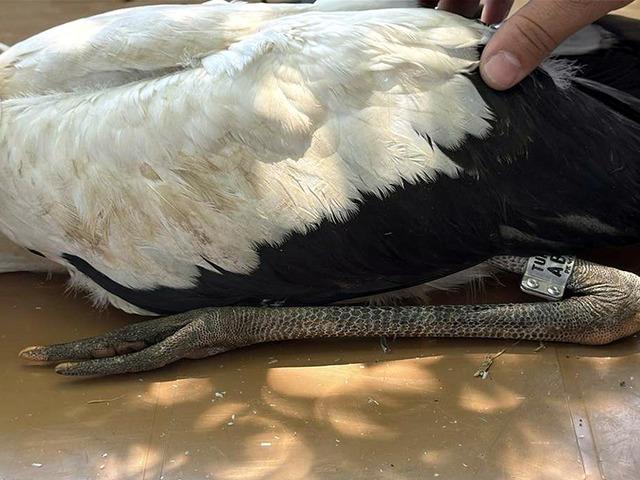 K&ouml;y&uuml;n tamamını sahiplendiler: Her k&ouml;şeden yumurta &ccedil;ıkıyor