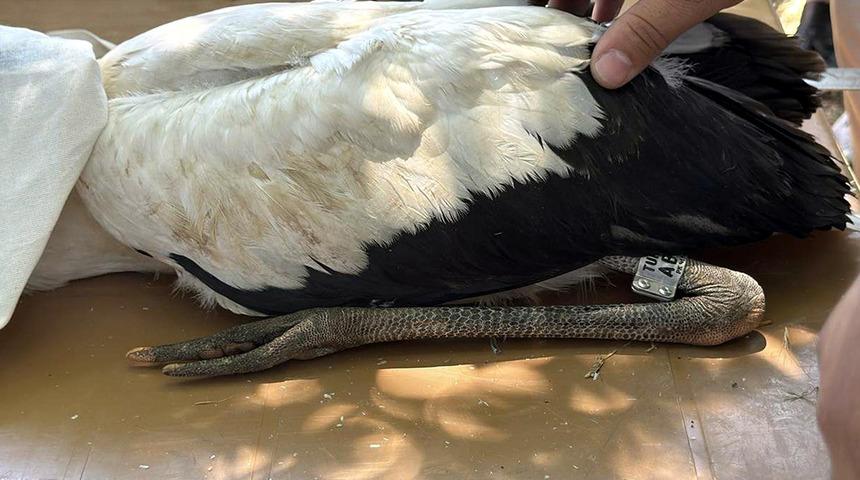 K&ouml;y&uuml;n tamamını sahiplendiler: Her k&ouml;şeden yumurta &ccedil;ıkıyor
