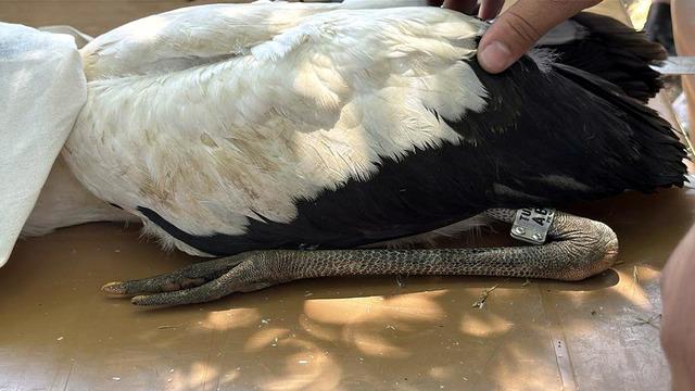 Köyün tamamını sahiplendiler: Her köşeden yumurta çıkıyor
