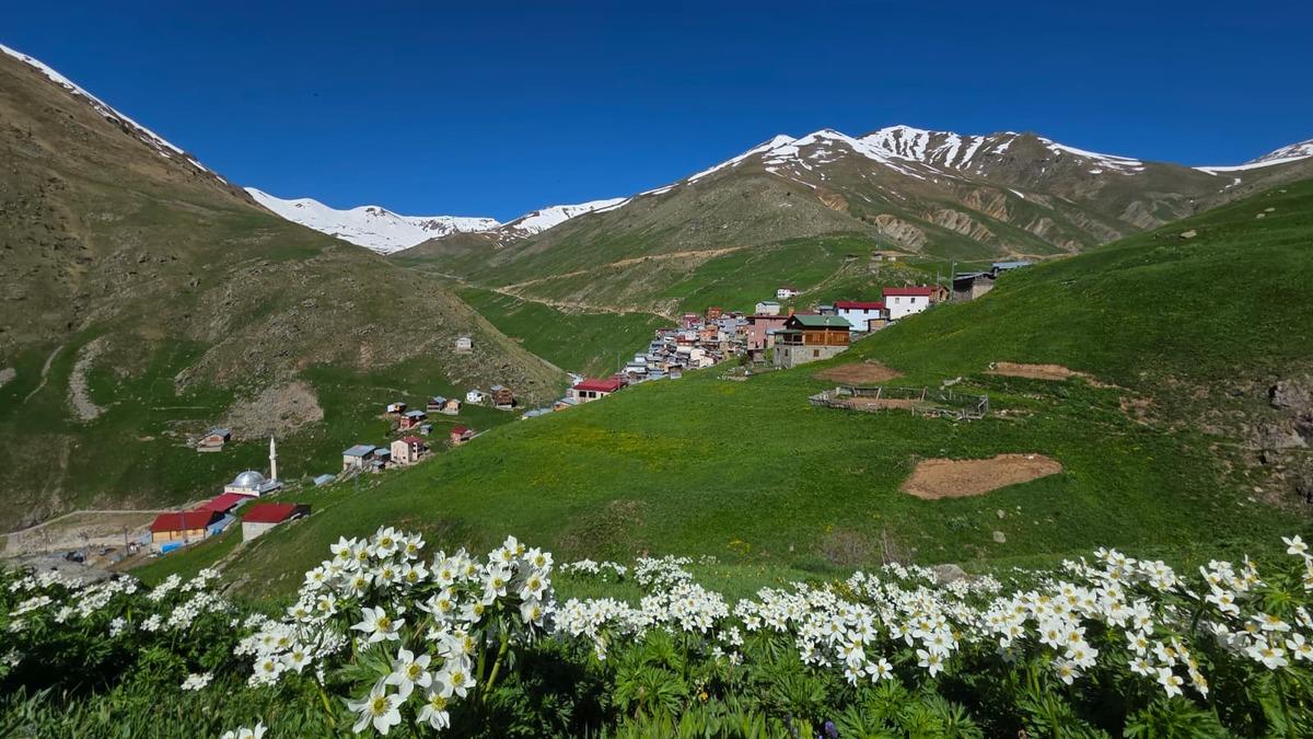 Dağda kar eteğinde bahar! Türkiye nin en yükseklerinden 1
