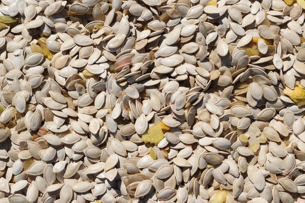 Tomarza’da kabak çekirdeği mesaisi başladı 2