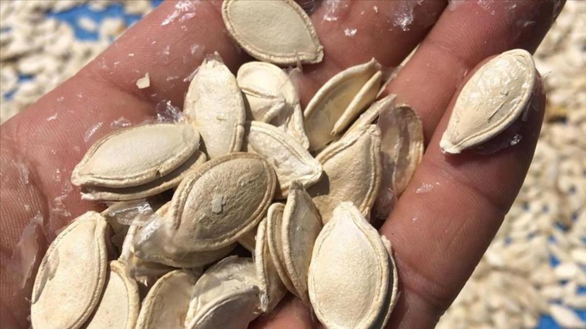 Tomarza’da kabak çekirdeği mesaisi başladı 1