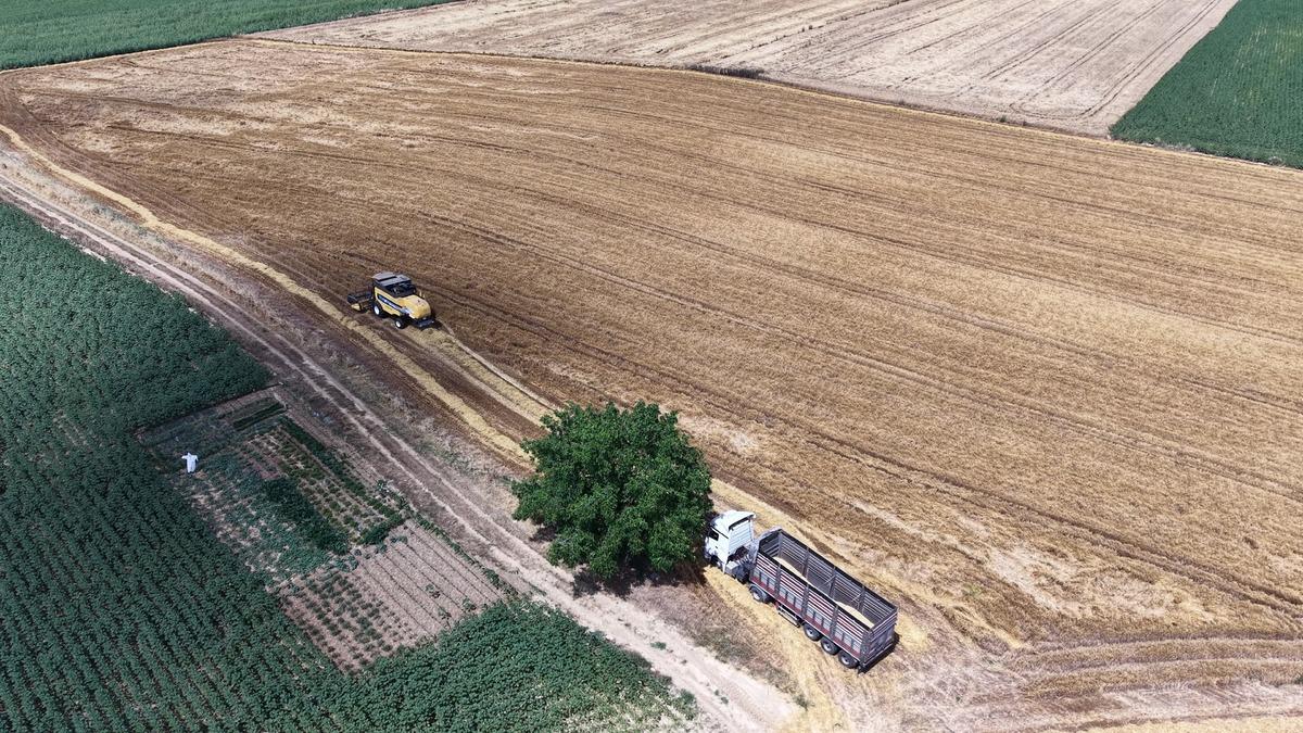 Tekirdağ Ovası nda bereket: Arpada y&uuml;ksek verim beklentisi 4