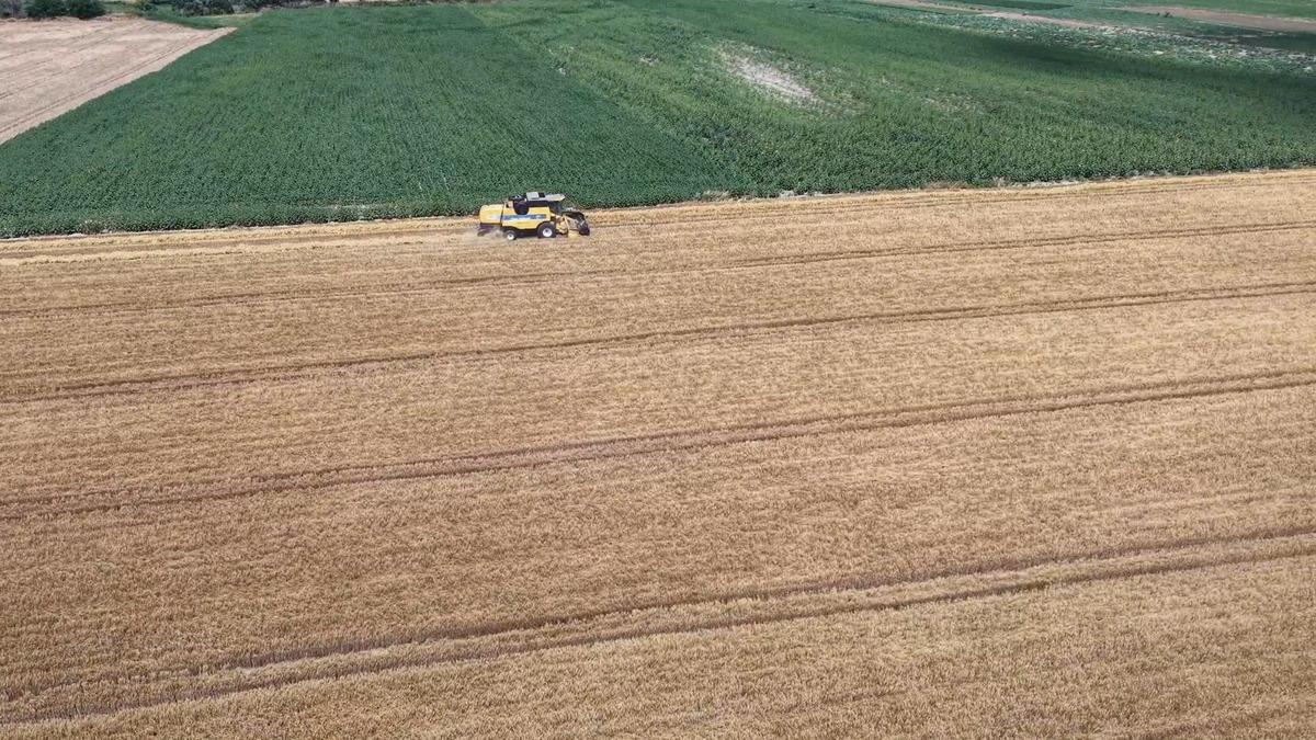 Tekirdağ Ovası nda bereket: Arpada y&uuml;ksek verim beklentisi 2