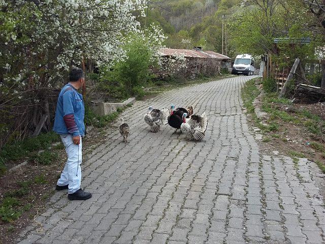 Sayaç okuma görevlisine hindi saldırısı