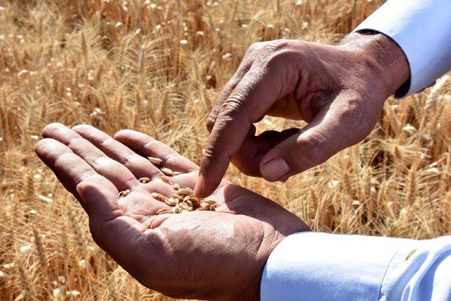 Sıcaklar ve kuraklık buğdayı etkiledi, verim yüzde 50 düştü