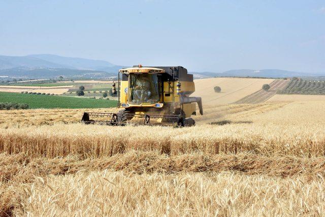 Sıcaklar ve kuraklık buğdayı etkiledi, verim yüzde 50 düştü