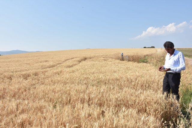 Sıcaklar ve kuraklık buğdayı etkiledi, verim yüzde 50 düştü