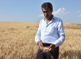 Sıcaklar ve kuraklık buğdayı etkiledi, verim yüzde 50 düştü