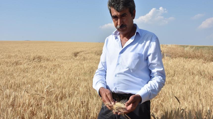 Sıcaklar ve kuraklık buğdayı etkiledi, verim yüzde 50 düştü
