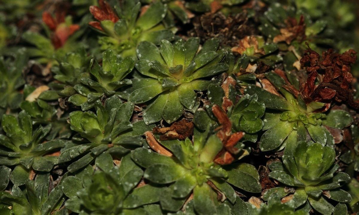Yeni bir bitki türü keşfedildi: Eşinin adını verdi 7