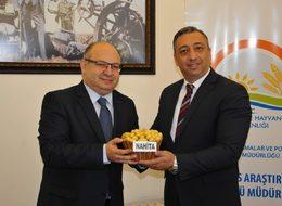 Yerli patates çeşidi Nahita'nın tohumu 15 ülkeye satılacak