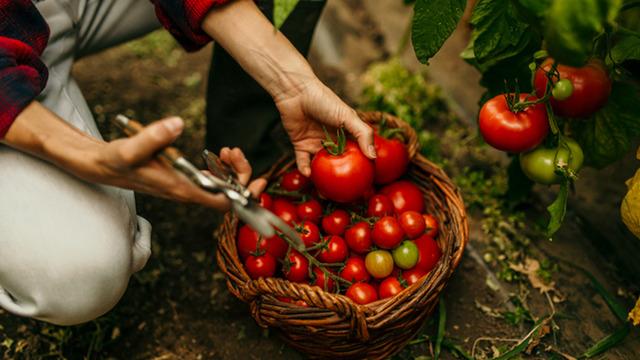 Bir domatesin tadını gerçekten hatırlıyor muyuz?