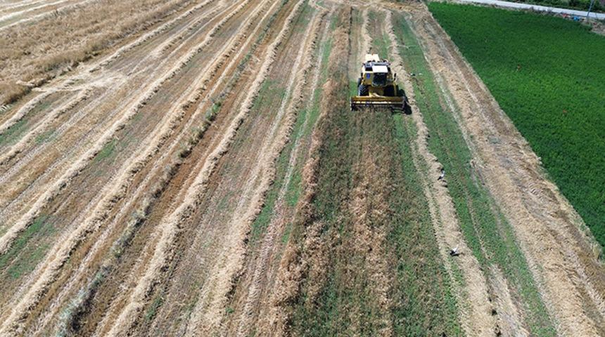 Bafra Ovası'nda 200 bin d&ouml;n&uuml;mde hububat hasadına başlandı