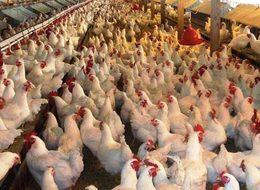 Beyaz ette büyük kriz! 20 günlük tavuk kaldı