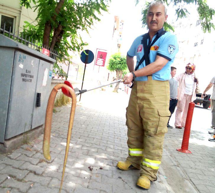 Bahçeşehir'de oluklu kertenkele krizi! Yılan sanıp öldürüyorlar ama... G5