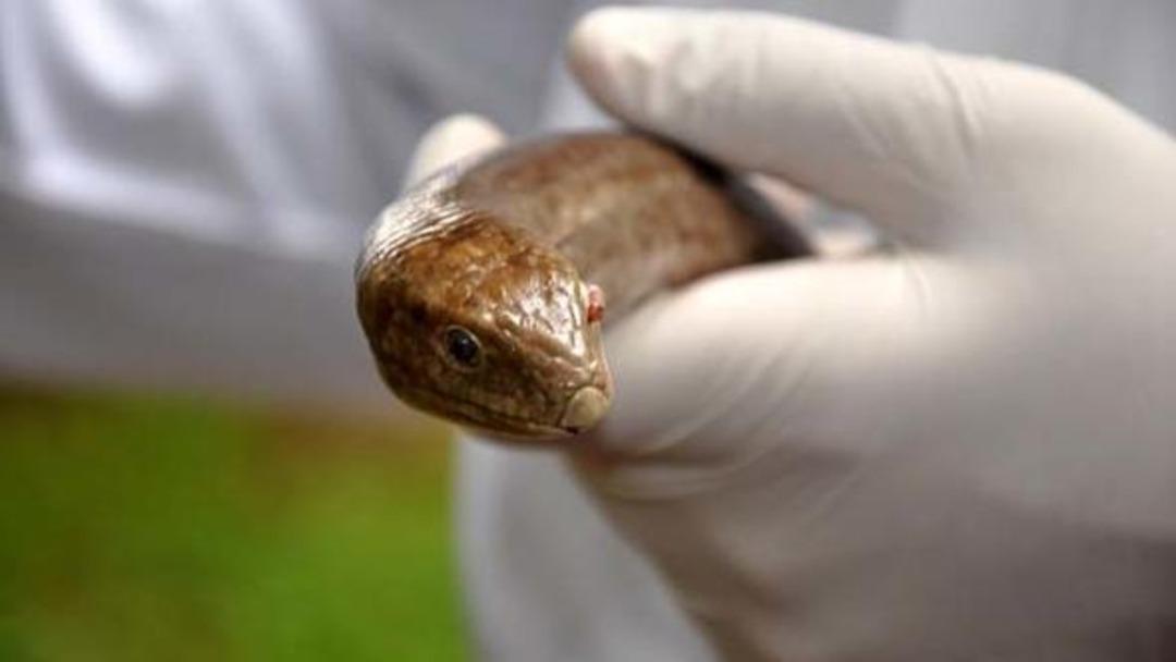 Bah&ccedil;eşehir'de oluklu kertenkele krizi! Yılan sanıp &ouml;ld&uuml;r&uuml;yorlar ama...