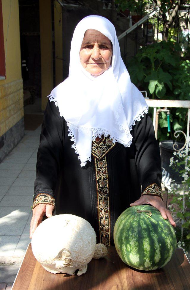 Bahçesinde yetişen karpuz büyüklüğündeki mantar şaşırttı