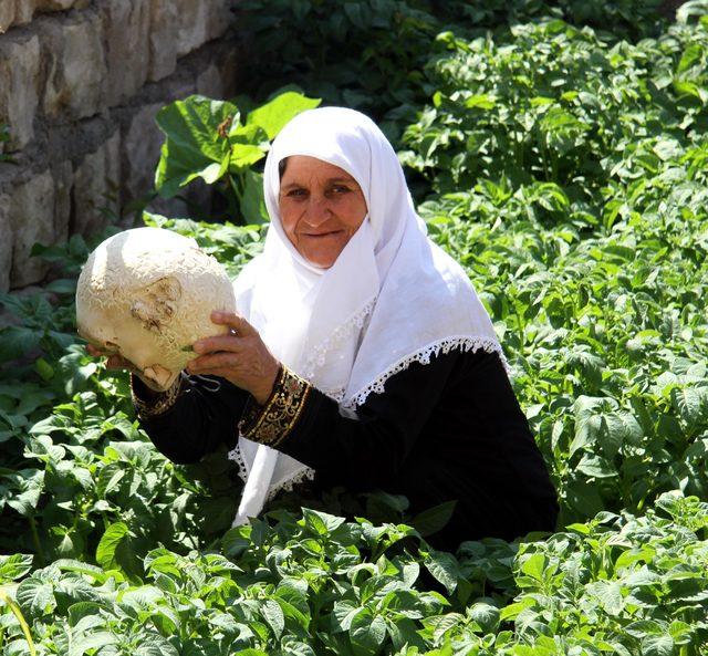 Bahçesinde yetişen karpuz büyüklüğündeki mantar şaşırttı