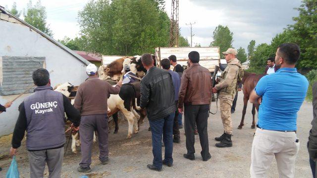 Kayıp büyükbaş hayvanlar, drone kullanılarak bulundu