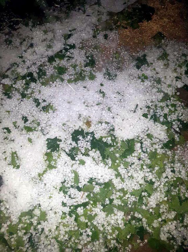 Alaşehir de bağları dolu vurdu 1