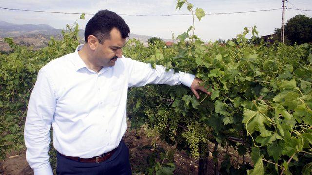 Alaşehir de bağları dolu vurdu 3