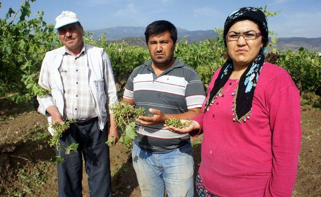 Alaşehir de bağları dolu vurdu 4