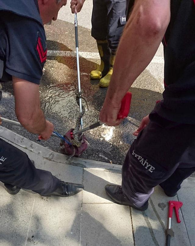 Isparta'da yılanlar korkuya neden oldu