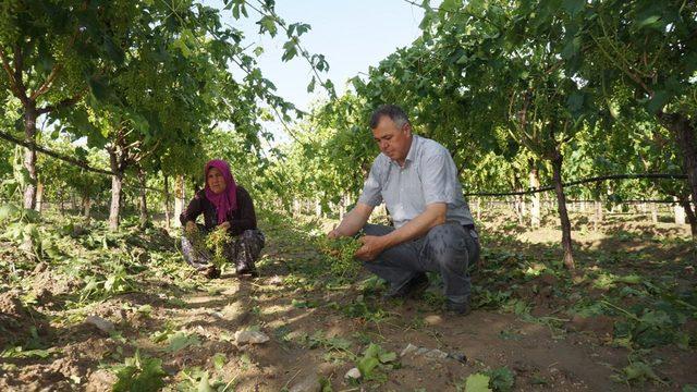 Sarıgöl'de dolu, bağlara zarar verdi