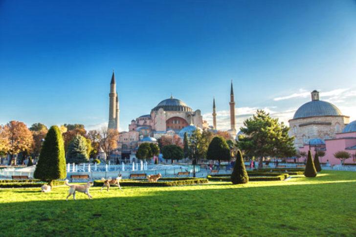 Köpekler ezan sesi duyunca neden ulumaya başlıyor? G1